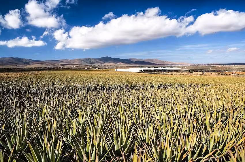 Anticua Fuerteventura