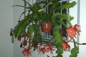 Calle almeria numero 10, Parador de hortichuelas