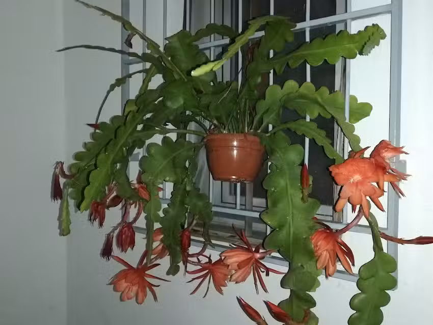 Calle almeria numero 10, Parador de hortichuelas