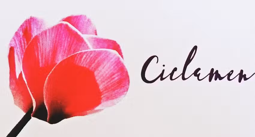 Centro de Est&eacute;tica Ciclamen | Salud, belleza y bienestar