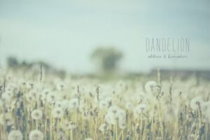 Dandelion Estetica & Bienestar