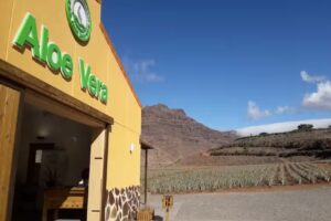 Finca Canarias Aloe Vera Fataga