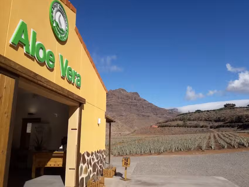 Finca Canarias Aloe Vera Fataga