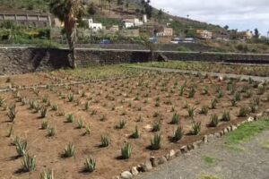 Finca Canarias Aloe Vera Hermigua La Gomera