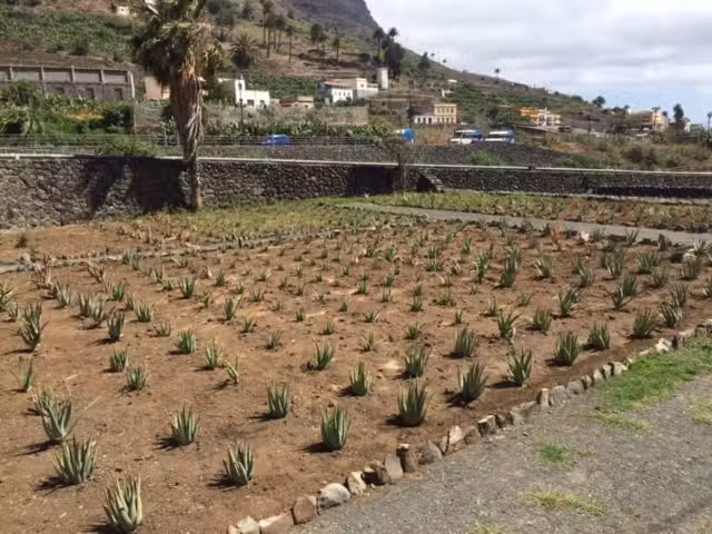 Finca Canarias Aloe Vera Hermigua La Gomera