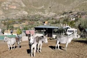 Flor del Ed&eacute;n