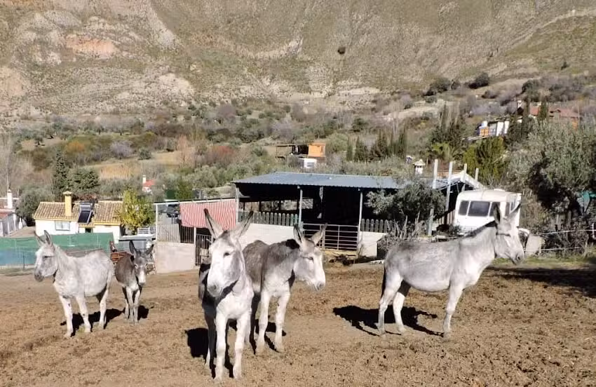 Flor del Ed&eacute;n