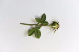 HIMBA, Belleza y Est&eacute;tica