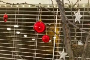 Jessica Arb&oacute;s Perruquers