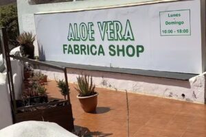 La Aloe Vera fresca di Fuerteventura