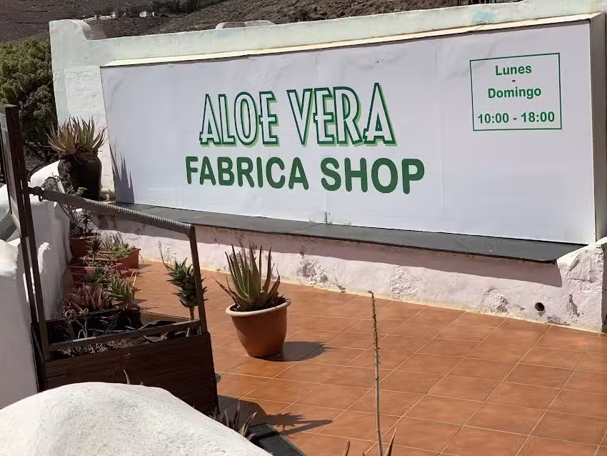 La Aloe Vera fresca di Fuerteventura