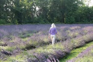 Lavanda del Lago Espa&ntilde;a