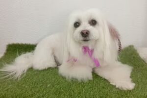 Lifestyle Belleza Canina