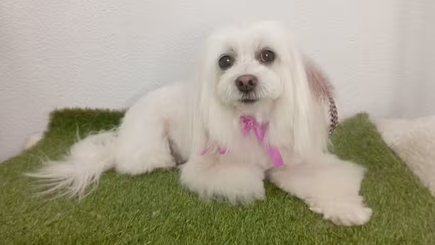 Lifestyle Belleza Canina