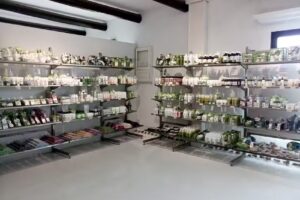 Museo Centro de Interpretaci&oacute;n Aloe Plus Lanzarote